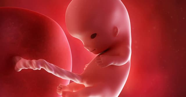 10 Haftalık Gebelikte Bebeğin ve Annenin Gelişimi image