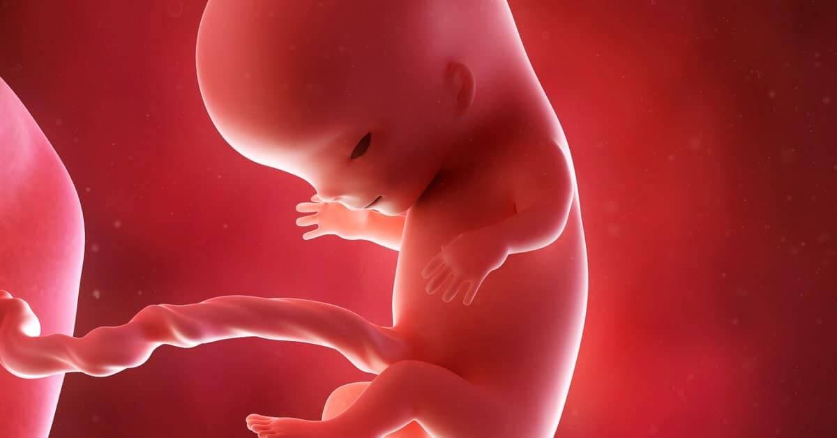 11. Hafta Gebelikte Bebeğinizde ve Sizde Neler Olur? kapak resmi
