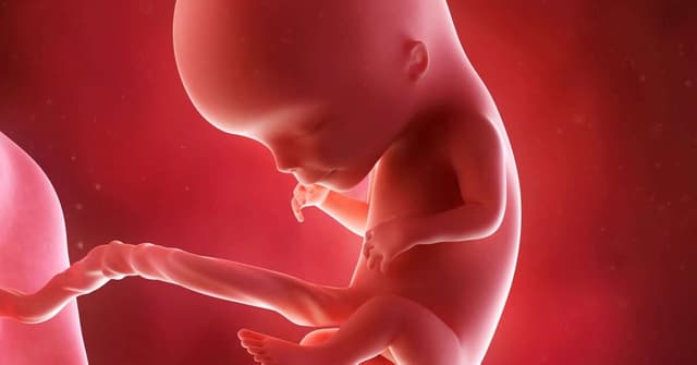 12 Haftalık Gebelikte Bebeğinizde ve Sizde Neler Değişiyor? image