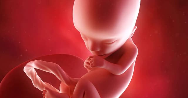 13. Haftada Gebelik Gelişimi: Bebeğinizde ve Sizin Vücudunuzda Neler Oluyor? image