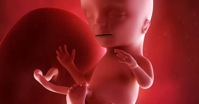 15 Haftalık Gebelikte Bebek ve Annenin Gelişimi image