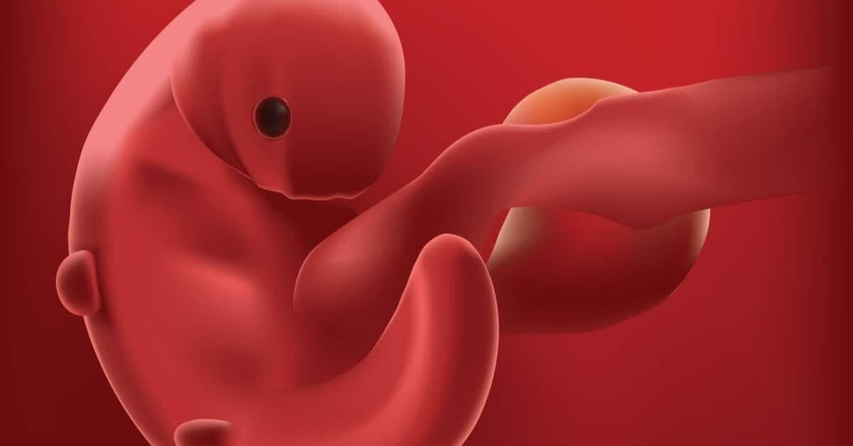 4 Haftalık Gebelikte Bebeğinizde ve Sizin Vücudunuzda Neler Oluyor? kapak resmi