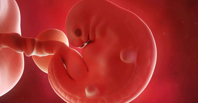 6 Haftalık Gebelikte Bebeğin Gelişimi ve Annenin Değişimleri image