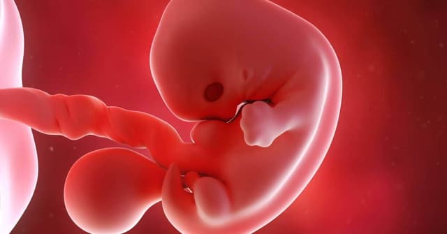 7 Haftalık Gebelikte Bebeğinizde ve Sizde Neler Değişiyor? image