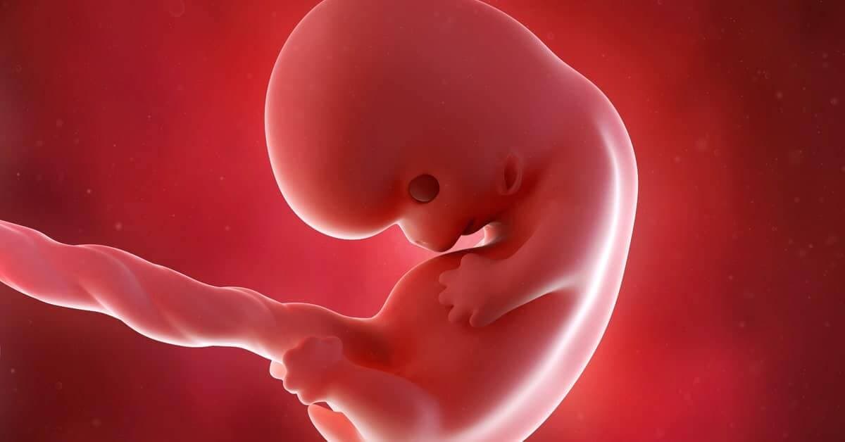 8 Haftalık Gebelikte Bebeğin Gelişimi ve Annenin Yaşadığı Değişimler kapak resmi