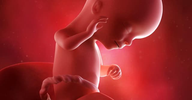 16 Haftalık Gebelikte Bebek ve Anne: Gelişim, Semptomlar ve İpuçları image