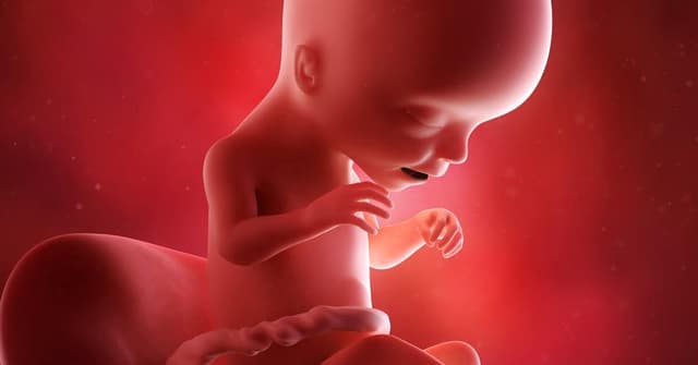 17 Haftalık Gebelikte Bebeğin ve Annenin Gelişimi image