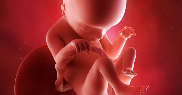 18 Haftalık Gebelikte Bebeğinizde ve Sizde Neler Oluyor? image