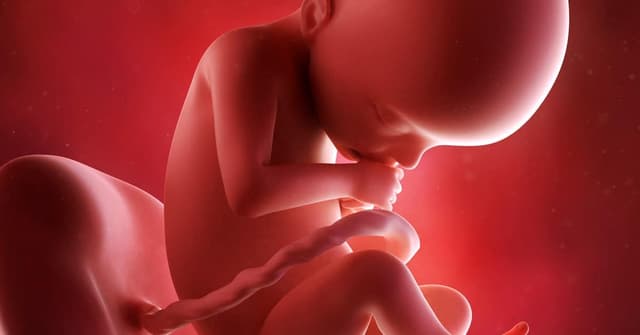 22 Haftalık Gebelikte Bebeğin ve Annenin Gelişimi image