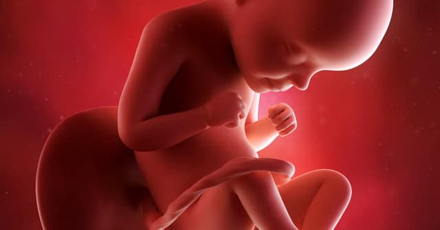 29. Haftada Gebelikte Bebek ve Anne: Gelişim, Semptomlar ve Öneriler image