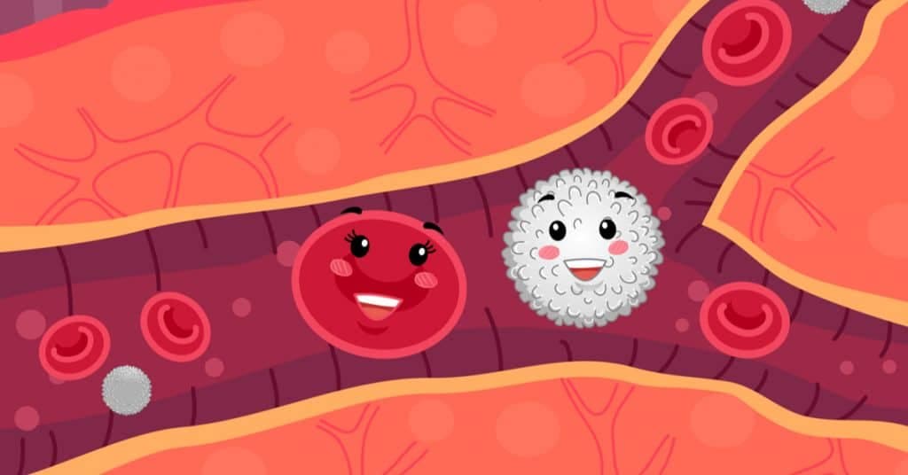 wbc-white-blood-cell-nedir
