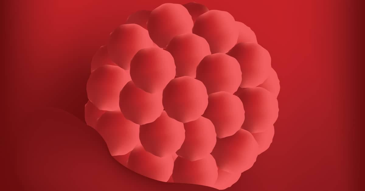 1-2 Haftalık Gebelik kapak resmi