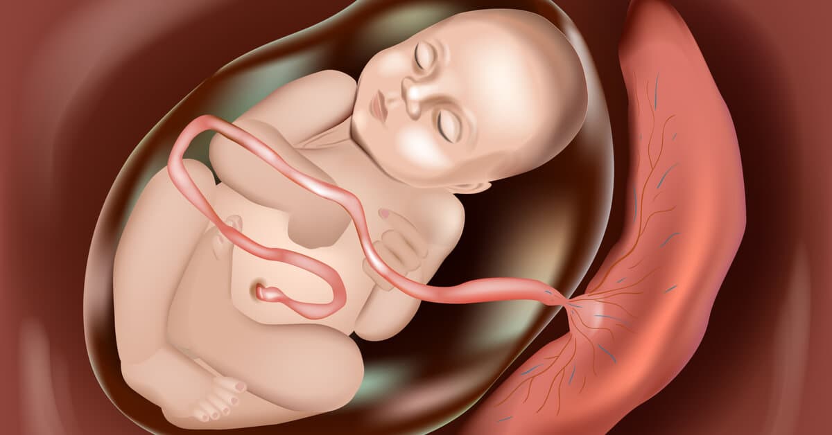 Bebekler Anne Karnında Uyur mu? Anne Karnında Bebeğin Uyku Düzeni ve Merak Edilenler kapak resmi
