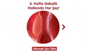 5. Hafta Gebelik