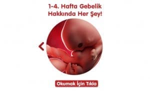 5. Hafta Gebelik