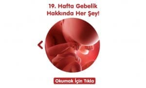 gebelikte-19-hafta