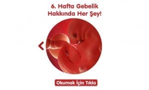 7. Hafta Gebelik