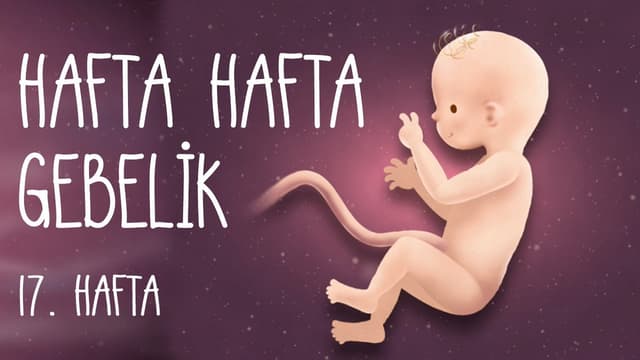 Hafta Hafta Gebelik 17. hafta image