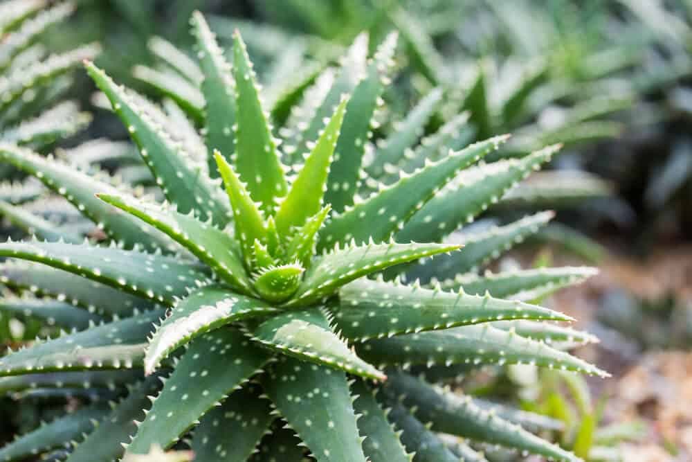 Aloe Vera'nın 7 Faydası!