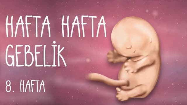 Hafta Hafta Gebelik 8. hafta image