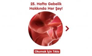 24 hafta hamilelikte neler oluyor