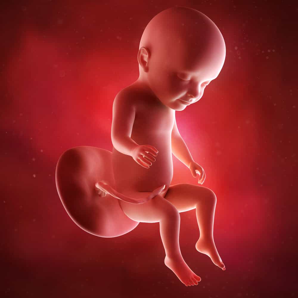 31. hafta gebelik ultrason görüntüsü
