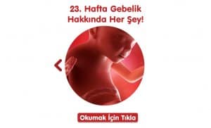 24 hafta hamilelikte neler oluyor