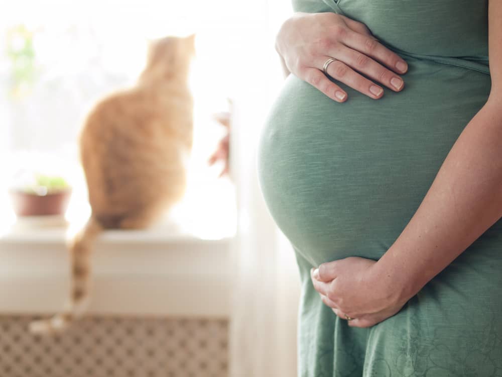 Hamilelikte Kedilerin Dışkısına Dokunmayın