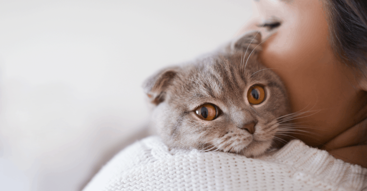 kedi tüyü kesilir mi